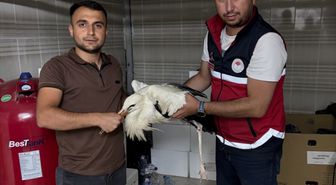 Kastamonu'da yaralı leylek koruma altına alındı