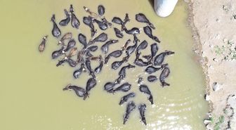 Mandalarını çayda serinletiyor