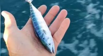 Sinop’ta sezonun uğuru yakalandı