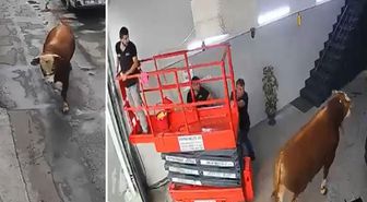 Ümraniye’de kaçan boğa sanayi sitesinde dükkana girdi, çalışanlar panikle kaçtı
