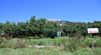 Çığşar kirazı için hasat etkinliği