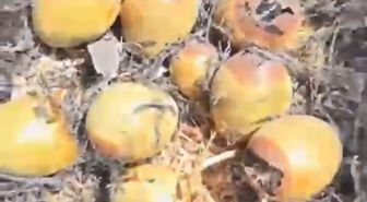 Otluk alanda çıkan yangın kuş yuvalarına zarar verdi