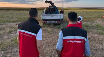 Tekirdağ'da çekirge popülasyonu takip ediliyor