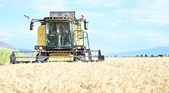Denizli Valisi Köşger, Yerli Hububat Çeşitlerinin Hasadına Katıldı