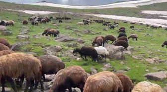 Ağrı'da yaz ortasında iki mevsim bir arada