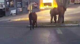 Tekirdağ'da başıboş atlar trafiği tehlikeye atıyor
