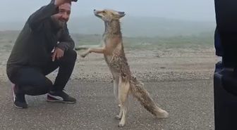Aç tilkiye yolda kek ikramı: Bayburt'ta duygusal anlar