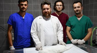 Meme tümörlü kedi 'Pamuk' sağlığına kavuştu
