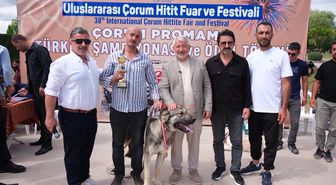 Çorum'da Türk çoban köpekleri ırk standartları yarışması yapıldı