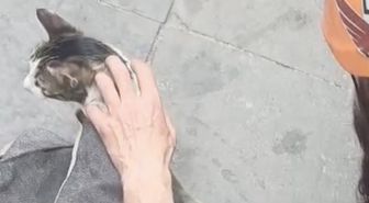 Eskişehir'de İki Bina Arasında Sıkışan Kedi, İple Erişim Tekniğiyle Kurtarıldı