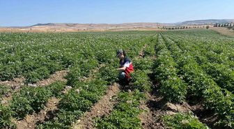 Kütahya'da patates üreticilerine bitki pasaportu uyarısı: Hastalık ve zararlılara karşı yumru kontrolleri başladı