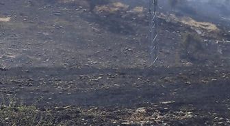 Siirt'te mera yangını: 50 dönüm zarar