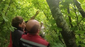 Sinop'ta Kahverengi Kokarca Zararlısına Karşı Samuray Arısı Salımı