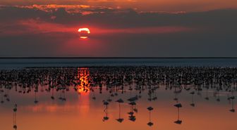 Tuz Gölü'nde flamingo yavrusu sayısı son 5 yılın rekorunu kırdı