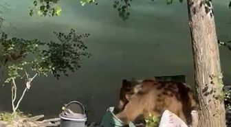 Ovacık’ta piknikçilere bozayı sürprizi
