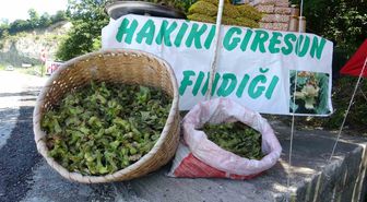 Giresun'da taze fındık tezgahları kuruldu, fiyatlar 200 TL