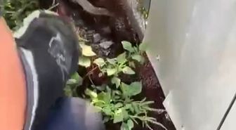 Hatay'da yılan paniği: 2 yılan itfaiye tarafından yakalandı