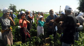 Edirne'de Karaağaç acı biberi hasadı oyun havalarıyla başladı