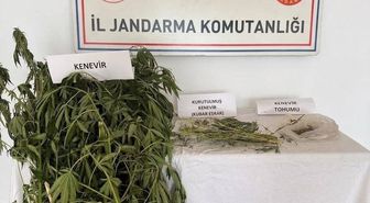 Efeler'de Yasa Dışı Kenevir Operasyonu: 2 Gözaltı