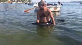 Erdek'te karaya vuran yavru yunus kurtarıldı