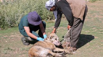 Hakkari'de bin sahipli köpek kimliklendirildi