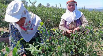 Bilecik’te kurak araziye kurulan yaban mersini bahçesinde ilk hasat başladı: 6 ton ürün bekleniyor