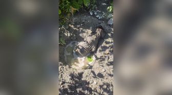 Mikserden dökülen betonda mahsur kalan yavru köpeği itfaiye kurtardı