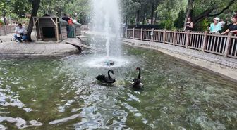 Ankara'nın simge mekanı Kuğulu Park'ta yavru heyecanı... 4 yeni yavru ile kuğu sayısı 18'e yükseldi