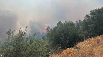 Ayvacık’ta arazi yangını ormana sıçradı