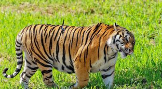 Çin'de yabani Sibirya kaplanı ve leopar popülasyonları önemli ölçüde arttı