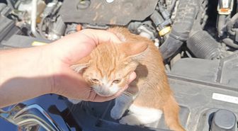Çınarcık'ta otomobilin motor bölümüne sıkışan kedi yavrusu kurtarıldı