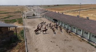 Eskişehir'de yetiştirilen safkan Arap taylarının müzayedesinde 39,5 milyon lira gelir elde edildi