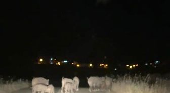 Gercüş’te domuz sürüleri tarım alanlarına zarar veriyor