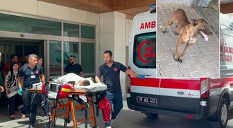 Sahibinden kaçan köpek, 3 yaşındaki çocuğu ağır yaraladı