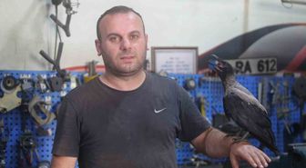 Karga ile tamircinin sıradışı dostluğu...Tamirhanede birlikte çalışıyorlar