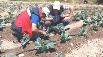 Kütahya’da karnabahar ve çörekotu üretimi denetlendi