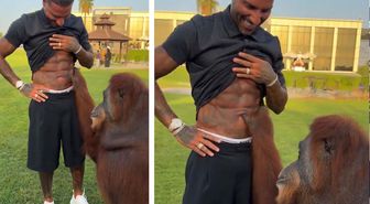 Orangutan, Quaresma’nın kaslarına hayran kaldı