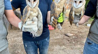 Ordu'da çatı katında bulunan 3 peçeli baykuş doğaya bırakıldı