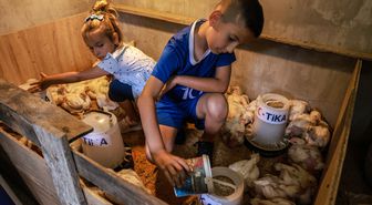 TİKA'dan Bosna Hersek'teki yetim ailelerine kümes hayvancılığı desteği