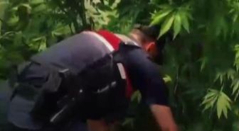 Yalova’da evlerinin bahçesine kenevir eken 2 şüpheli gözaltına alındı