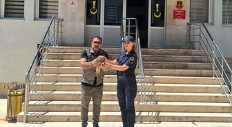 Yozgat'ta yaralı şahin tedavi altına alındı
