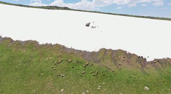 Ağrı'da karların erimediği dağlar rengarenk çiçekleriyle doğa tutkunlarının rotasında