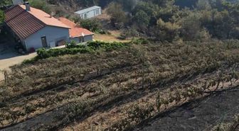 Alevler yılların emeğini kül etti...300 dönüm üzüm bağı ve tesis de küle döndü
