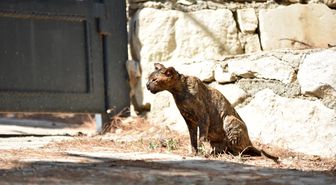 Alevlerin arasında kalan kedi 'Luna', tedaviye alındı