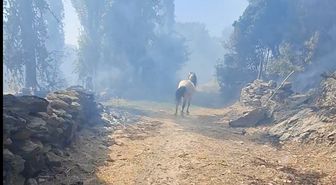Aydın'da orman yangını