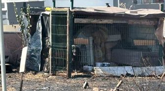 Çanakkale’de yol kenarında çıkan yangında köpek mahsur kaldı
