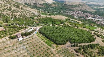 Erzincan’ın yüksek rakımlı kiraz bahçesinde hasat mesaisi