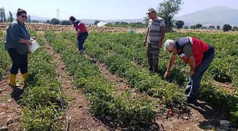 Gediz’de hasat öncesi domateslerde gıda güvenliği denetimi