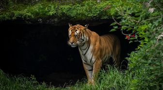Nepal'de nesli tehlike altındaki Bengal kaplanlarının sayısı arttı