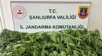 Şanlıurfa’da 35 kök kenevir ele geçirildi: 1 gözaltı